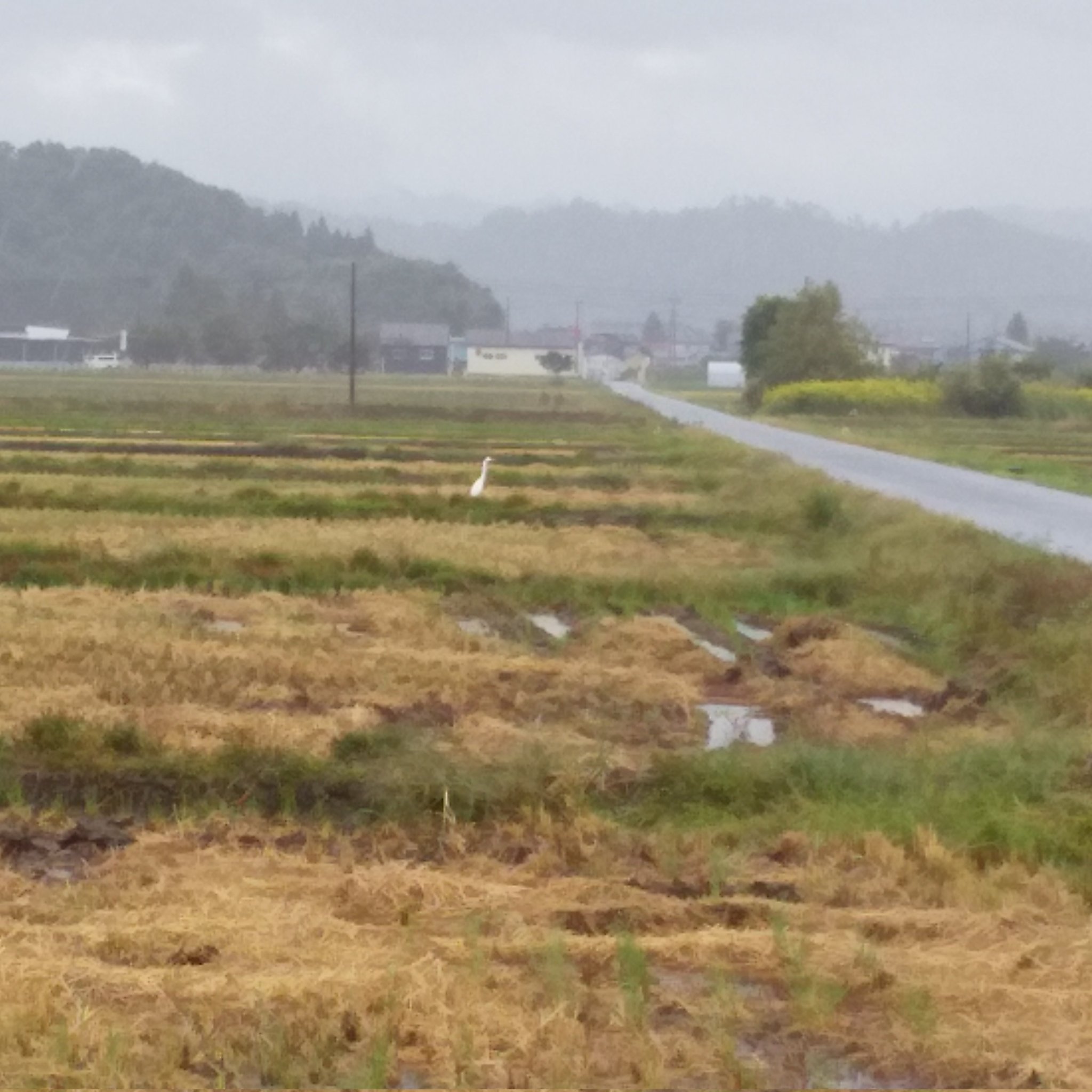 大雨